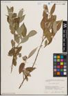 Foto von Salix excelsa S. G. Gmel.
